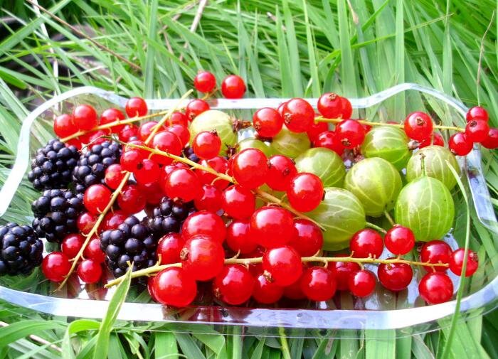 Совмещение крыжовника и смородины: советы от опытных агрономов
