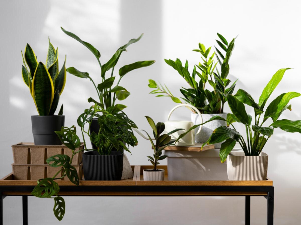 Необычный способ заботы о растениях: как водка может помочь вашим комнатным питомцам