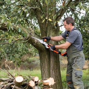 Как провести осеннюю обрезку, чтобы сад пережил зиму