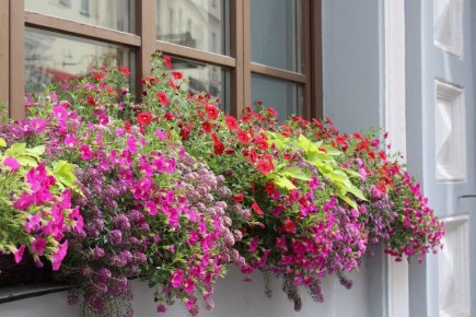 ����� ��� �������: ��� �������� � ����, ����� �������� ���������� � �������