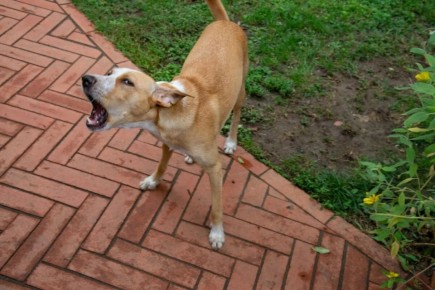 �������� �����: ������, ������� �� ���������� �����