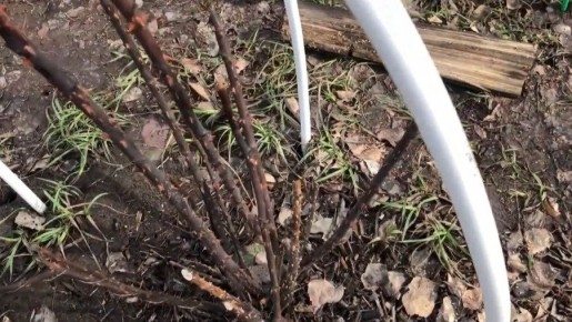 ��� ������ � ������� ��� ������� � �������: ����� ������������ ��������