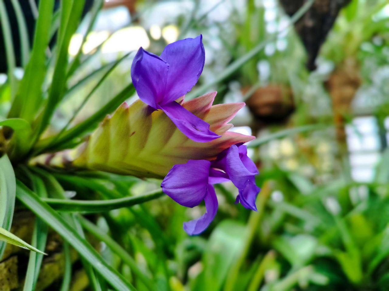 Точно до весны рукой подать в оранжереях Ботанического сада УрО РАН - там цветет дитя туманов Точно до весны рукой подать в оранжереях Ботанического сада УрО РАН - там цветет дитя туманов