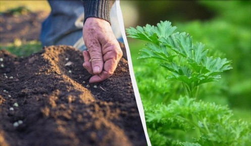 ������� ������� ���� ��������: ��� �������� ������� ������