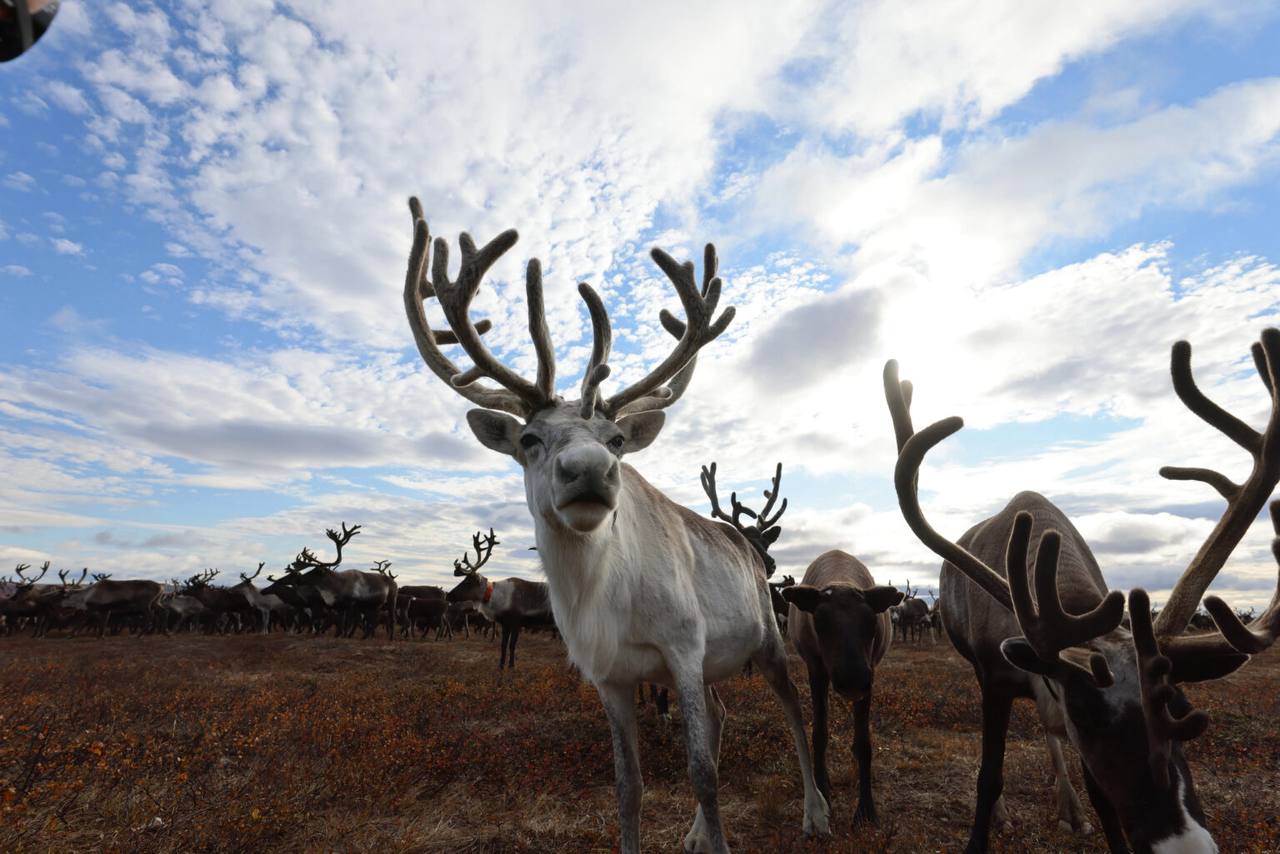 «Цинга». Испытание Севером: в Екатеринбурге представили триллер-притчу от Свердловской киностудии «Цинга». Испытание Севером: в Екатеринбурге представили триллер-притчу от Свердловской киностудии