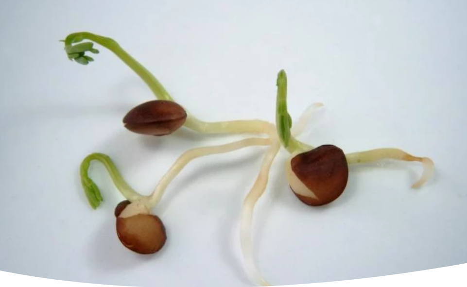 Как обеспечить лучшее прорастание семян: ключевые факторы и советы