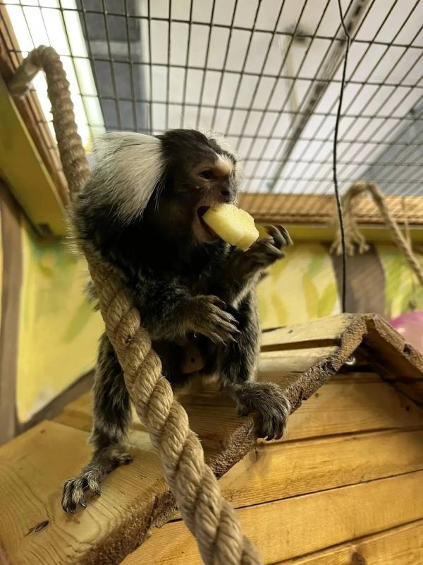 �������� ����������������� �������� ������� ����������