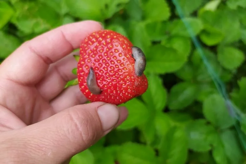 Спелая клубника под угрозой: как защитить урожай от слизней в 2025 году