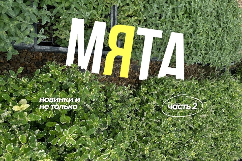 Что нового в мире мяты: ожидаемые сорта и уникальные особенности