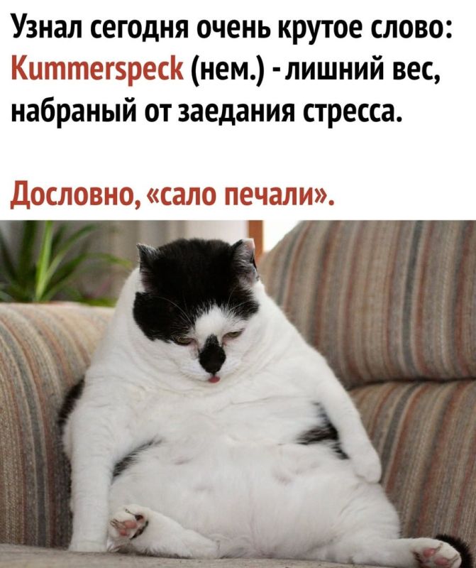 Полные и неспортивные люди на 775% чаще сталкиваются со стрессом