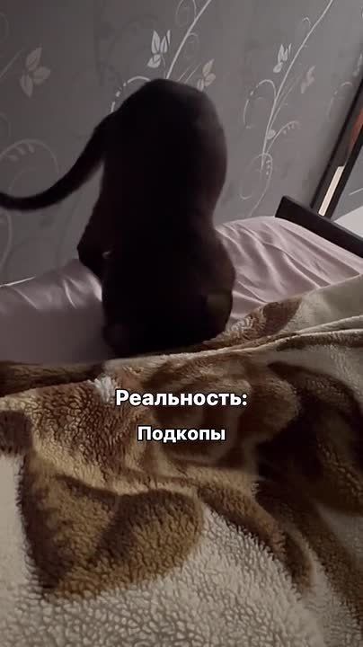 Врачи рассказали, можно ли пускать котиков в постель