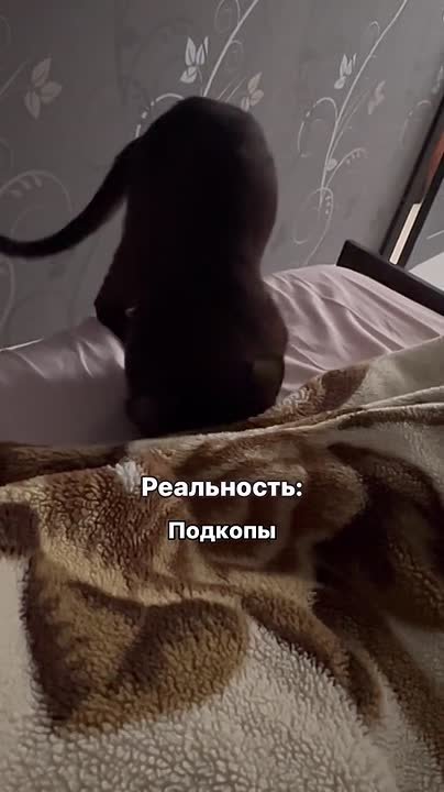 Врачи рассказали, можно ли пускать котиков в постель