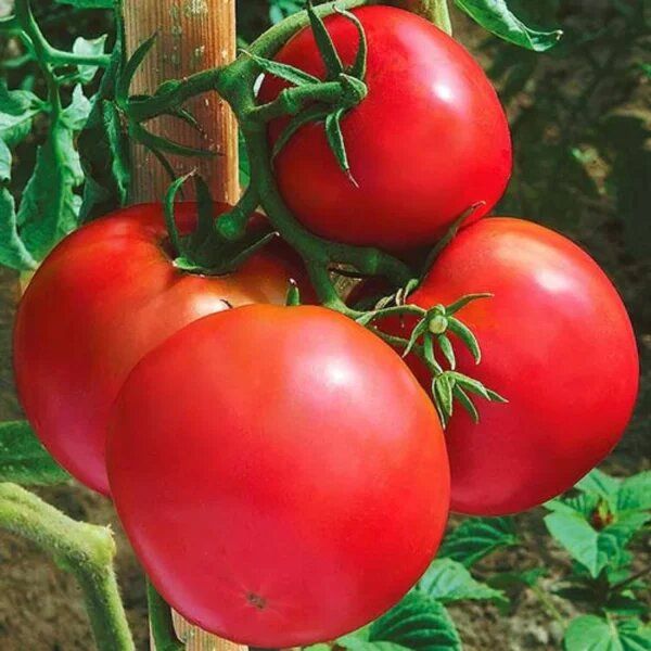 Томат Ермак: идеальный консервант для огородников