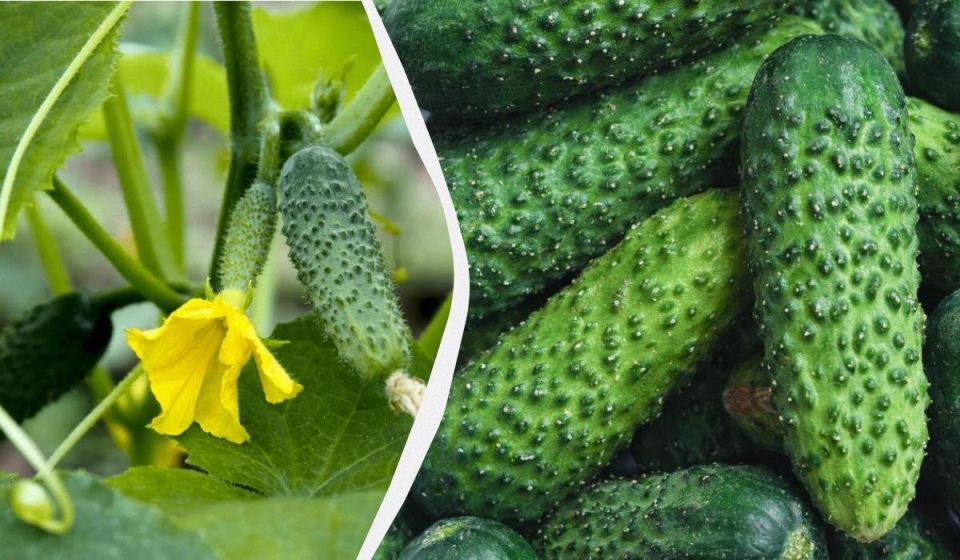 Секреты сладких огурцов: как избежать горечи на вашем огороде