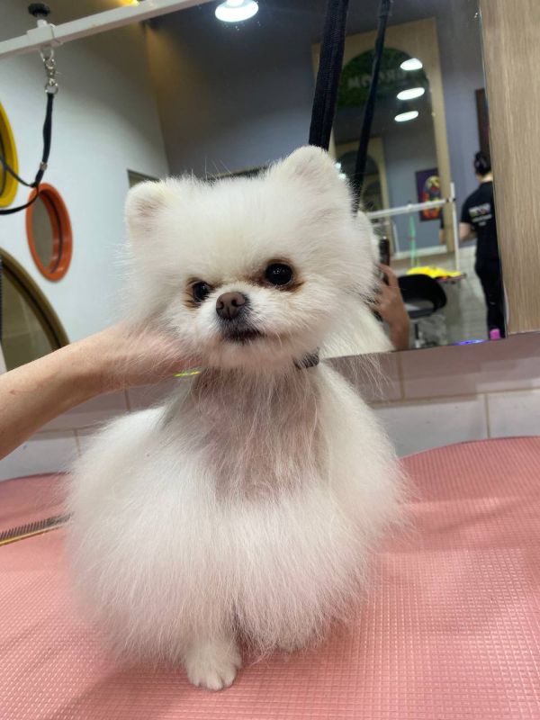 Уральский производитель косметики для животных разработал средство для роста шерсти у собак с диагнозом Алопеция Х. При поддержке Агентства по привлечению инвестиций, компания «Грум» стала резидентом инновационного центра...