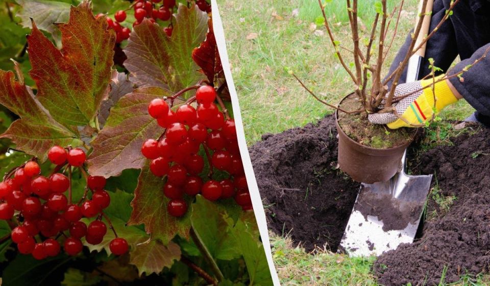 Ноябрь на садовом фронте: три дерева для успешного урожая