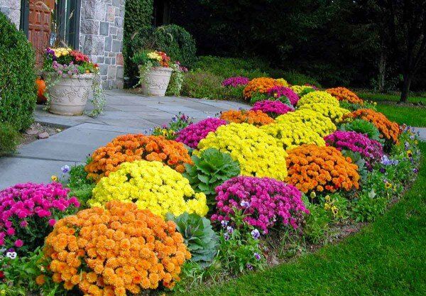 Многолетники, которые продолжают цвести до самой осени