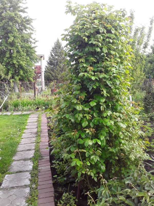 Как я разрушила цветение плетистых роз: уроки из собственного опыта