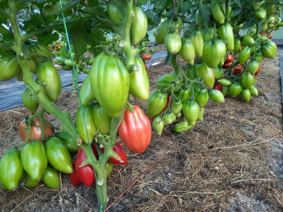 Лучшие низкорослые томаты для теплиц: современные фавориты