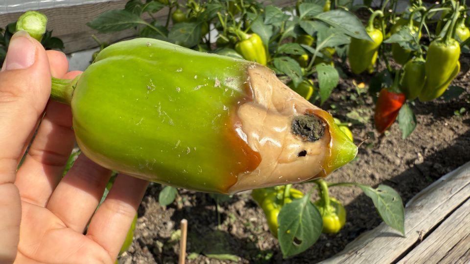 Как быстро избавиться от вершинной гнили на перце: секреты успешного лечения