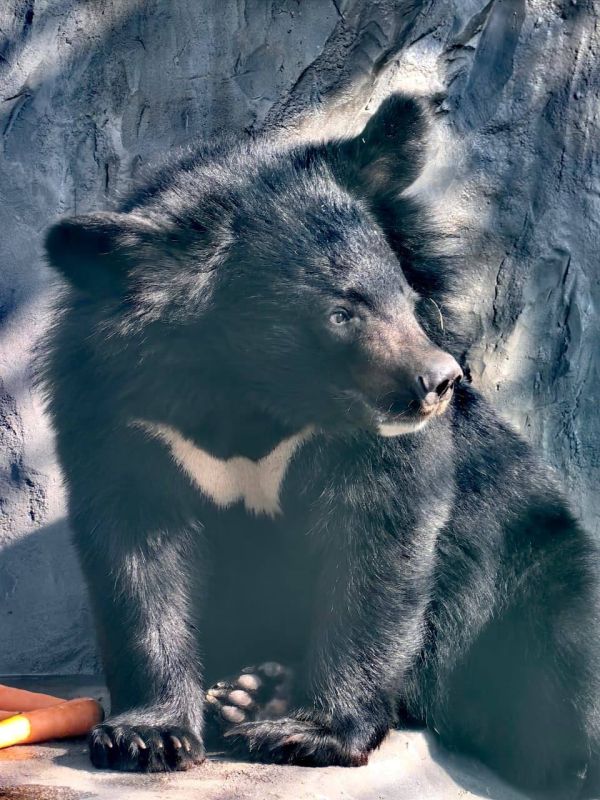 Екатеринбуржцы выбирают «Зоо-мистера»