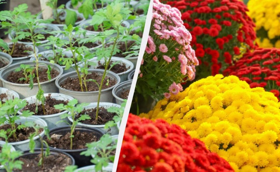 ��� ��������� ������ �� ������ ������� ���������: ������� �����