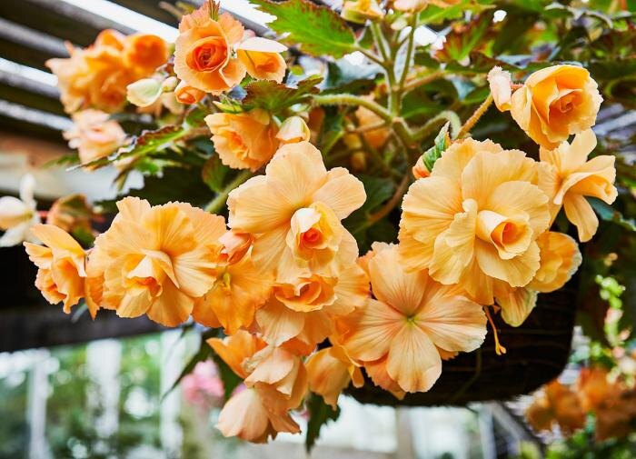 Растения, которые привлекут богатство и удачу в ваш дом