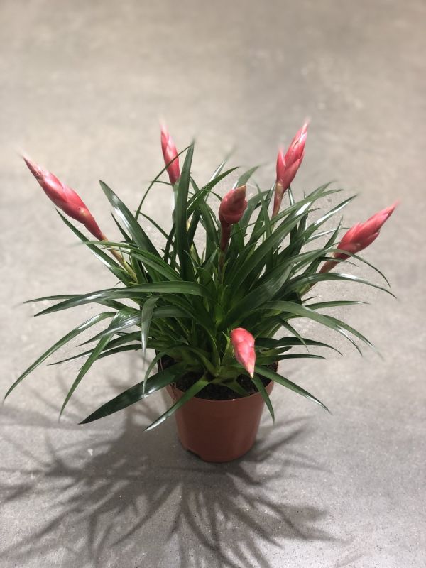 �������: ��� ��������� �� ���� ������������ ��������� � �������� ��������