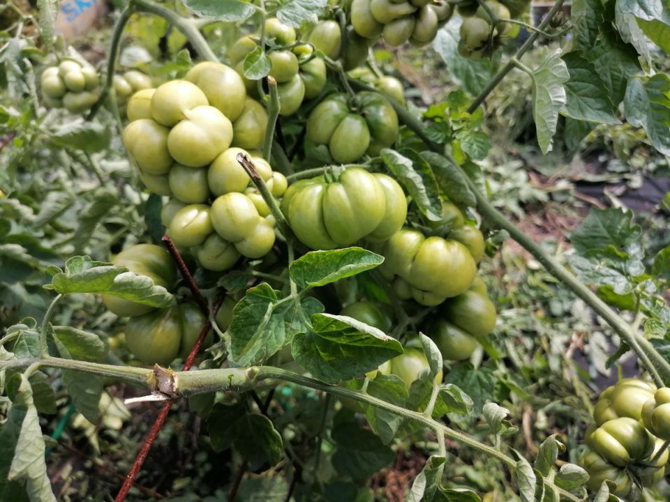 Помидор для развития моторики рук: сорт Чесночный