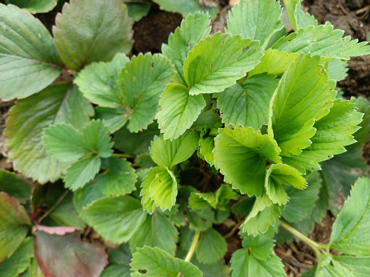 Земляника и усы: почему мелкий урожай – ваша реальность