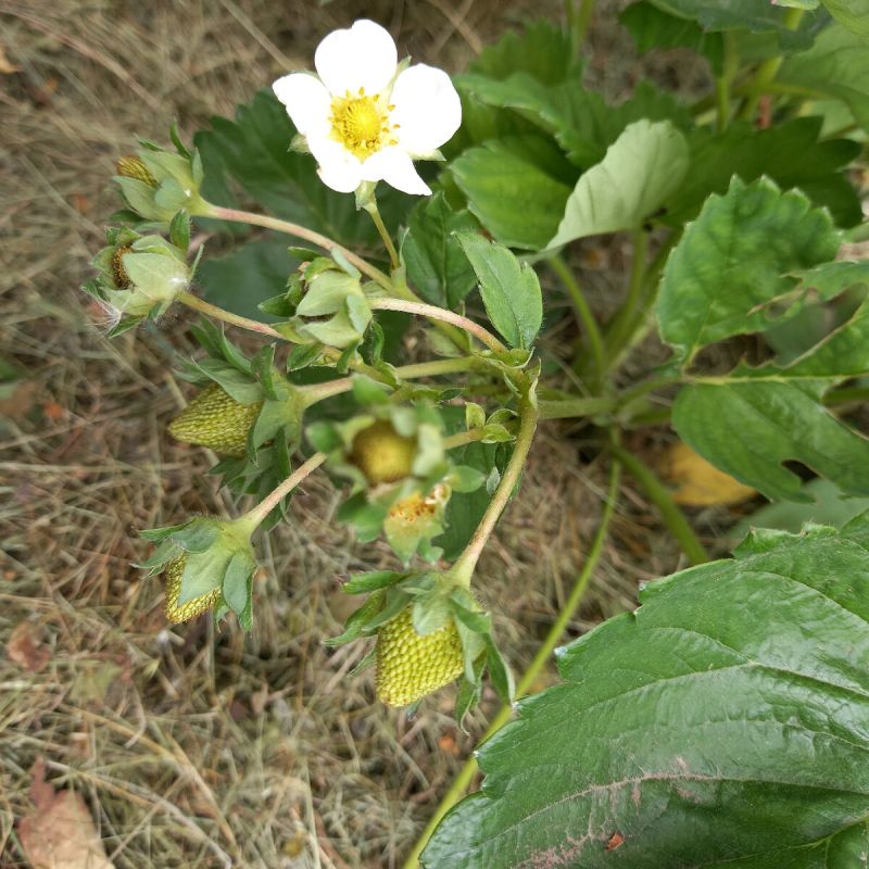 ��� �������� �������� �� �������: ������ ��� ���������