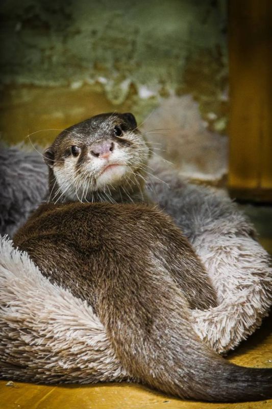 � ���������������� �������� ������� �����������-2026�