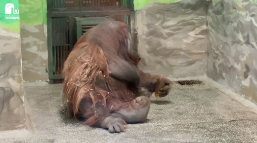 Обезьянки отметили Масленицу блинами по спецрецепту