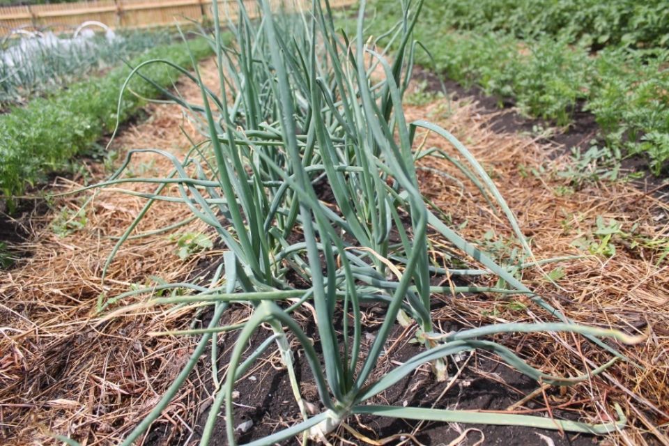 ����� �������� ������ ��������� ����?