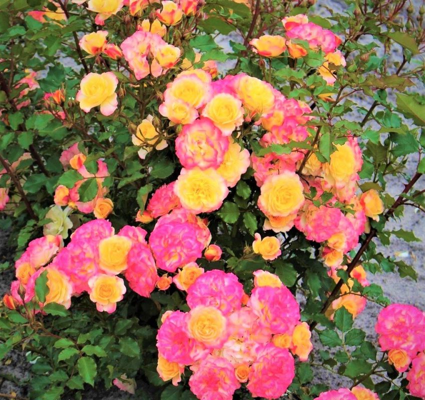 ���������� ������������ ���� LandLust �� ������� ��� ������ ����