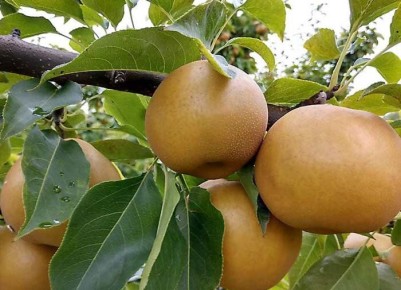 �������� ����: ����������� � ������� ��������� �����������