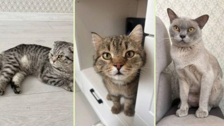 � ������������� ����� ����� ����������� ����-������������: ���� �������