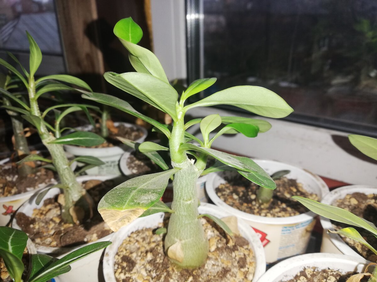 Почему адениумы сами наращивают каудекс: удивительные факты