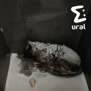 Челябинцы открыли сбор на передержку Додобони — бездомной собаки, из-за помощи которой уволили курьера "Додо Пиццы"