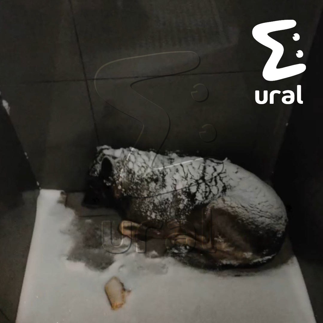 Челябинцы открыли сбор на передержку Додобони — бездомной собаки, из-за помощи которой уволили курьера "Додо Пиццы"