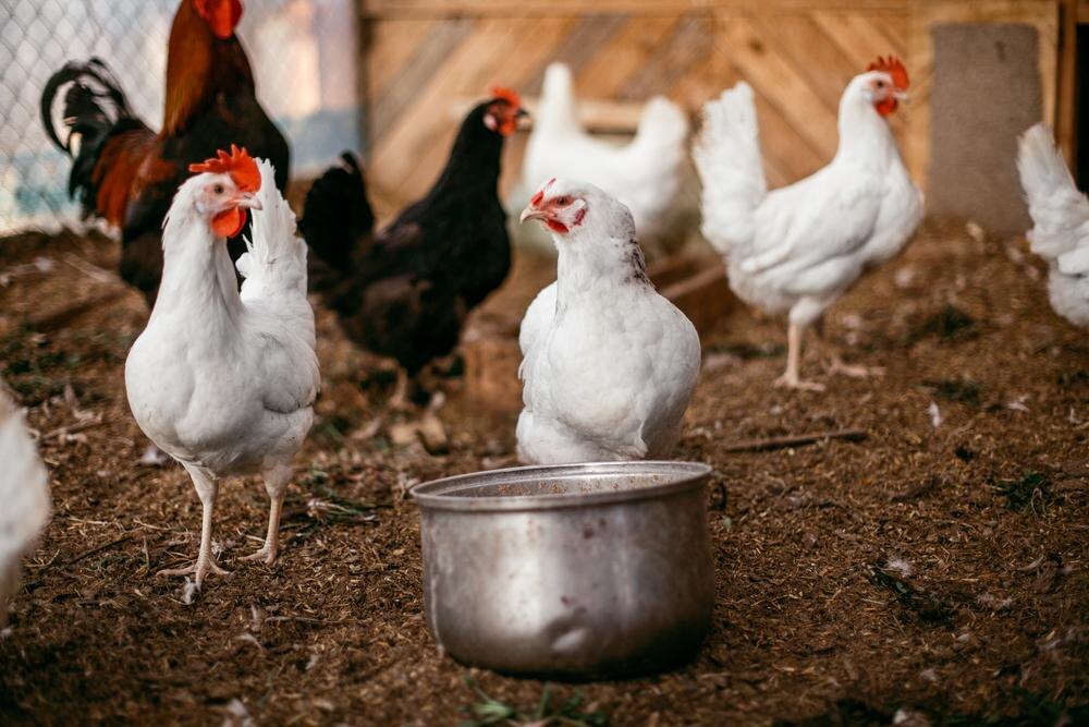 Эффективные методы борьбы с паразитами в курятнике