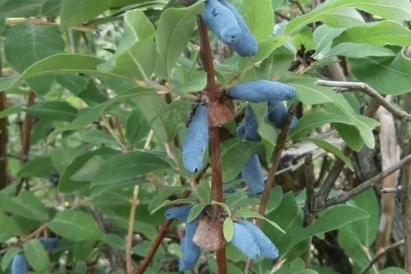 Жимолость Пушкинская: идеальный выбор для вашего сада