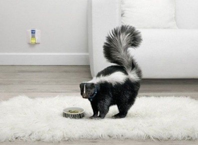 Эффективные способы избавиться от запахов в доме