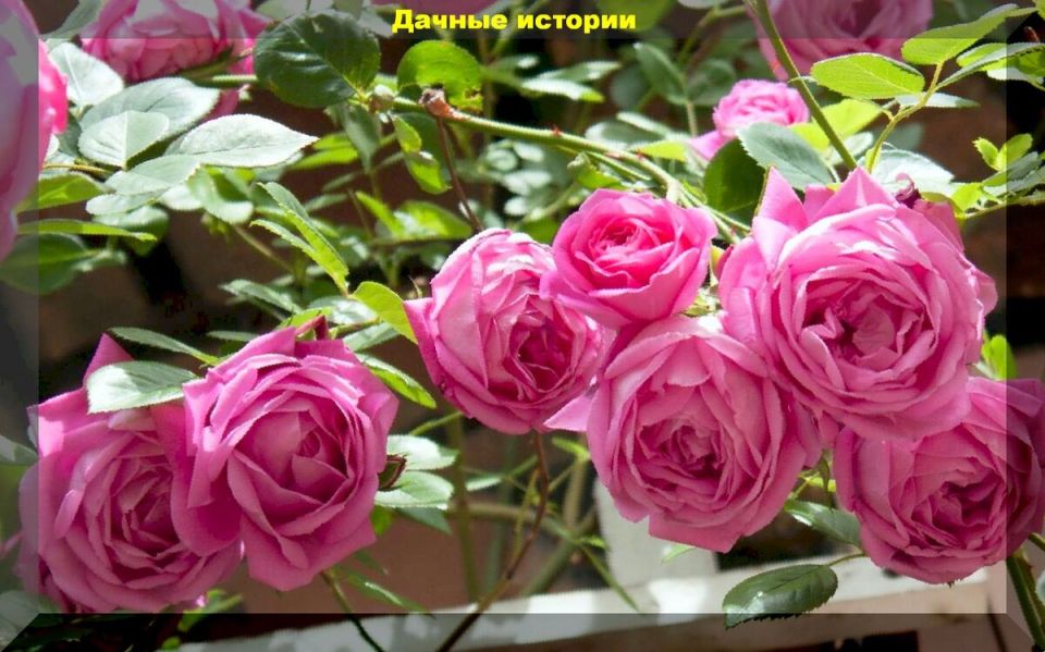 ������� �������� ����� �� ���������� ������: ��� ����������� � ����