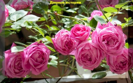 Секреты осеннего ухода за плетистыми розами: как подготовить к зиме