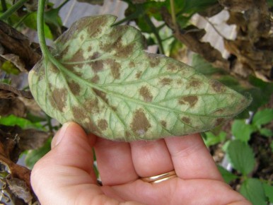 Эффективное средство против кладоспориоза томатов: простое и доступное решение