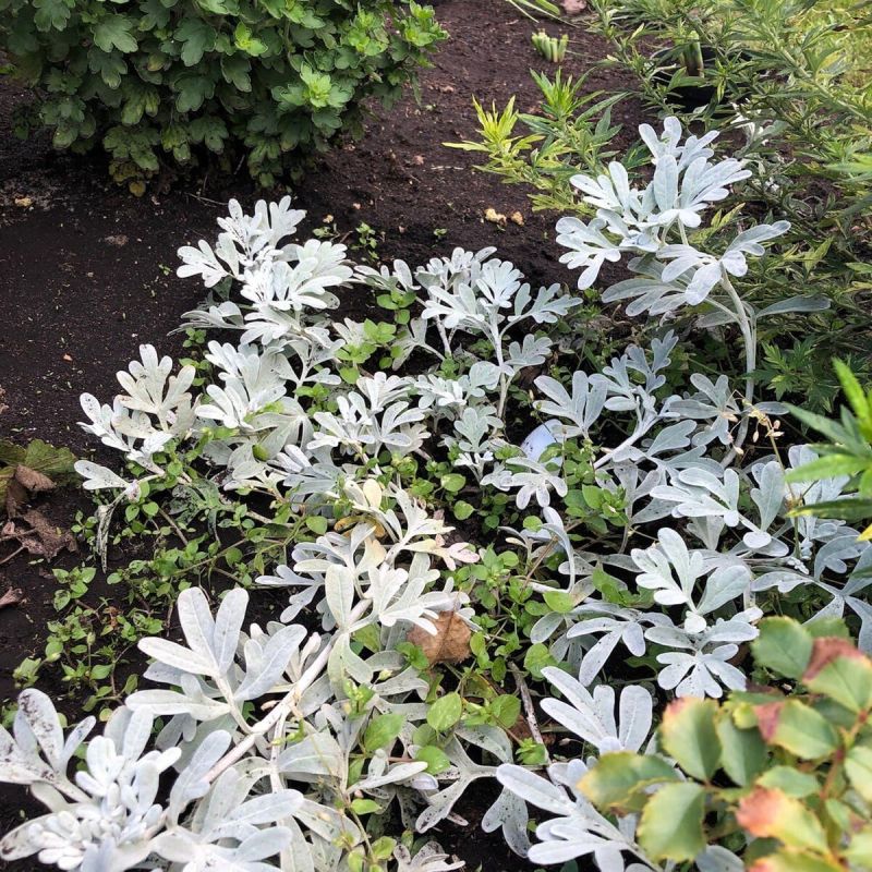 ���������� ������ ��������: ��� �� �������� ����