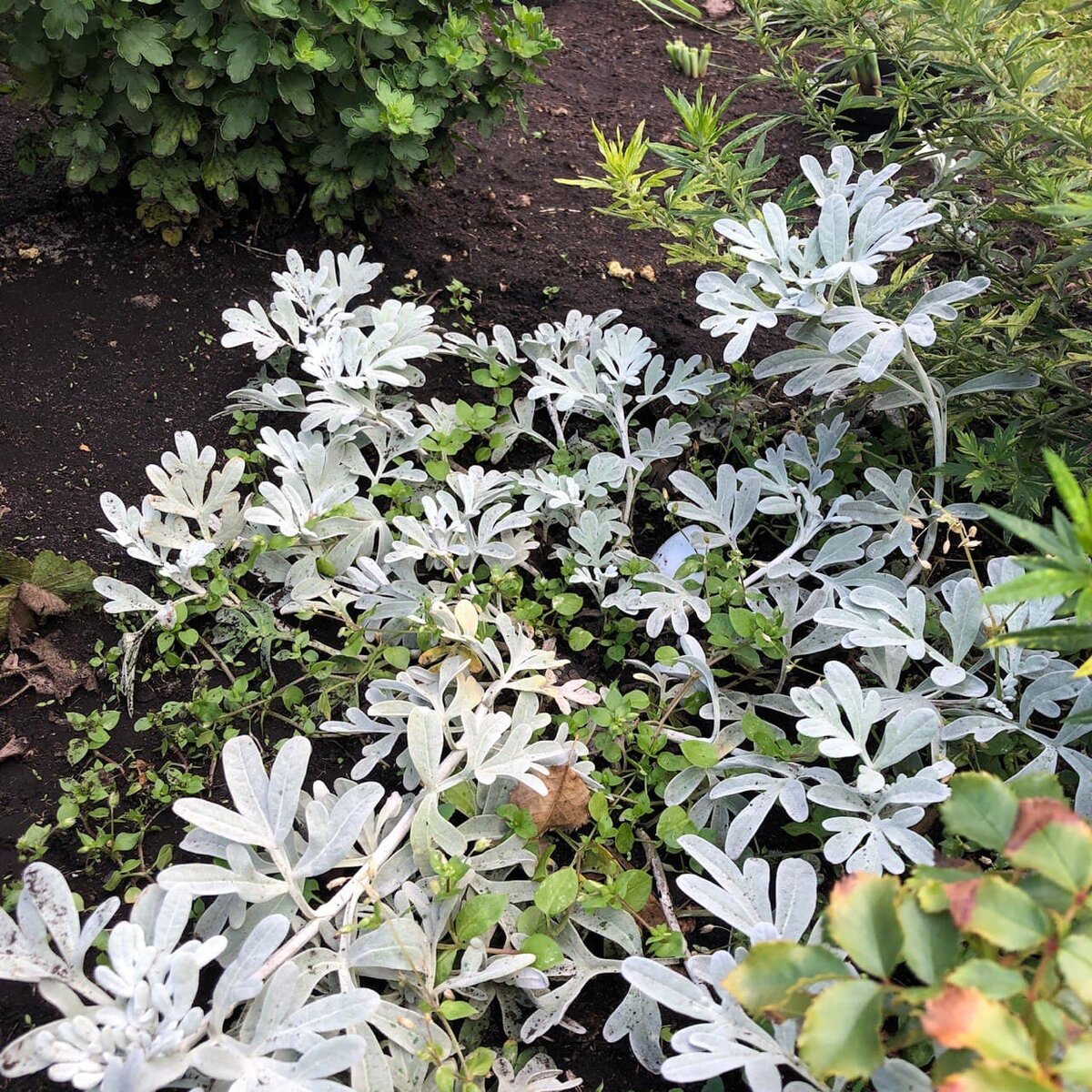 Уникальная полынь Стеллера: как ей пережить зиму