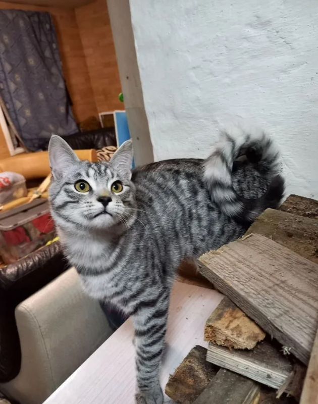 � ������������� ������� ���� �� ���� ����������