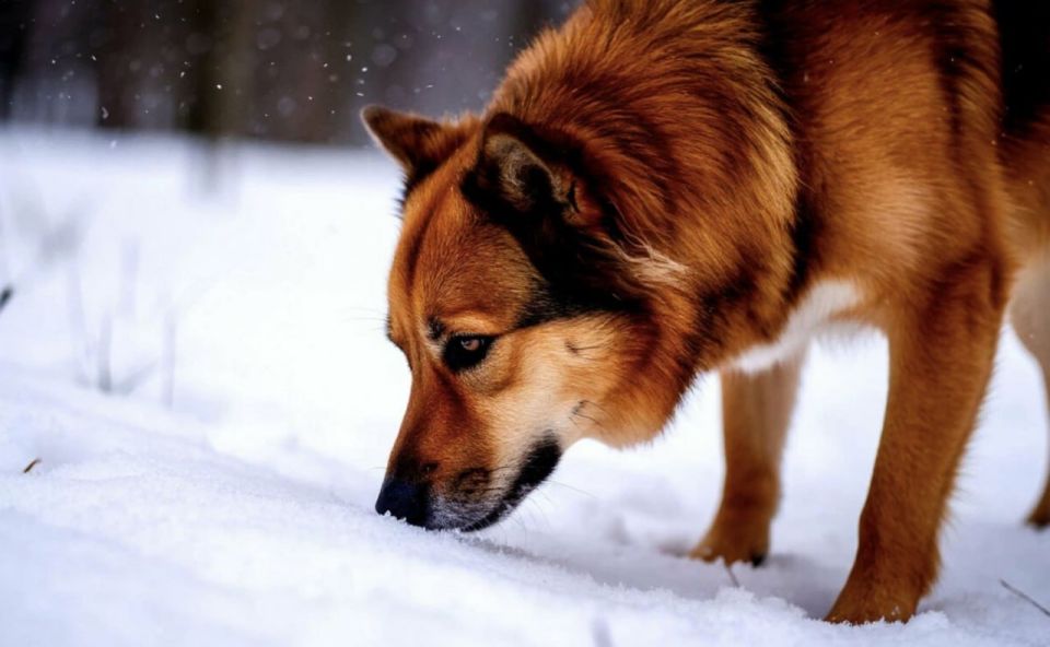 В Екатеринбурге вдвое выросло число отравленных собак: догхантеры активизировались